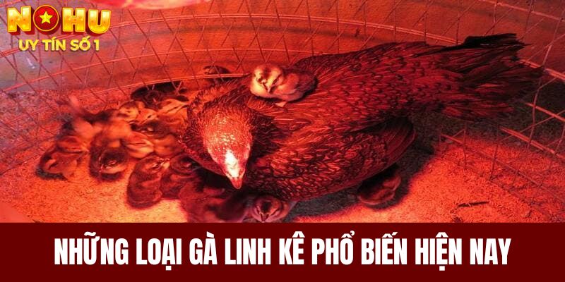 Gà Linh Kê - Tất Tần Tật Về Linh Kê Có Thể Bạn Chưa Biết 6 Những loại gà linh kê phổ biến hiện nay